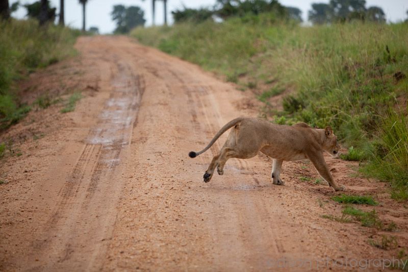 IMG 4443 Uganda: Safari