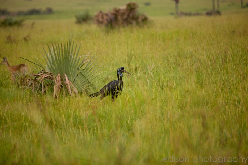 IMG 4457 1 Uganda: Safari
