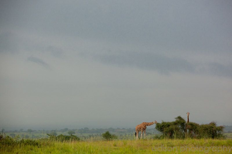 IMG 4560 1 Uganda: Safari