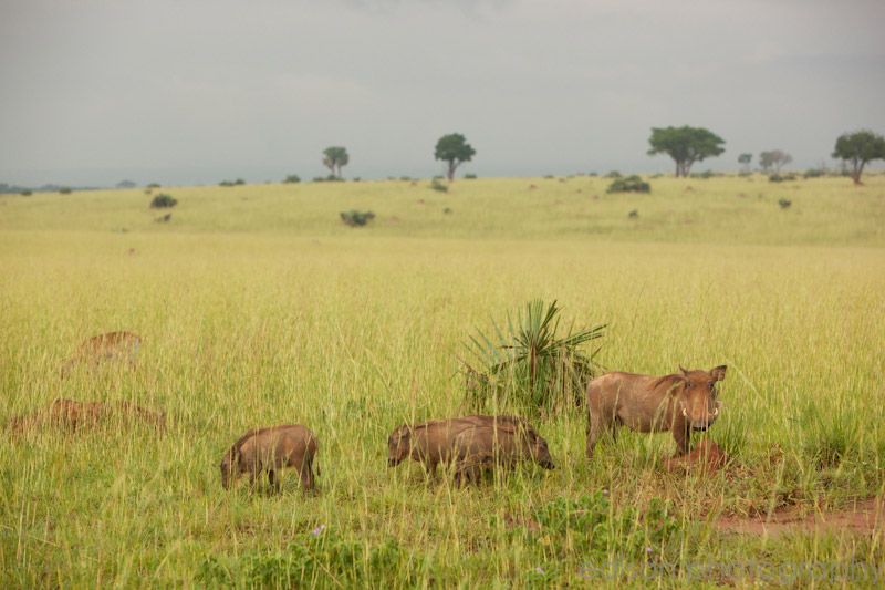 IMG 4578 2 Uganda: Safari
