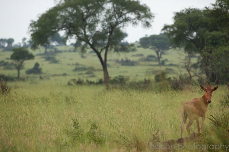 IMG 4614 Uganda: Safari