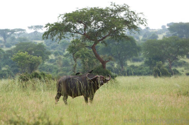 IMG 4623 Uganda: Safari
