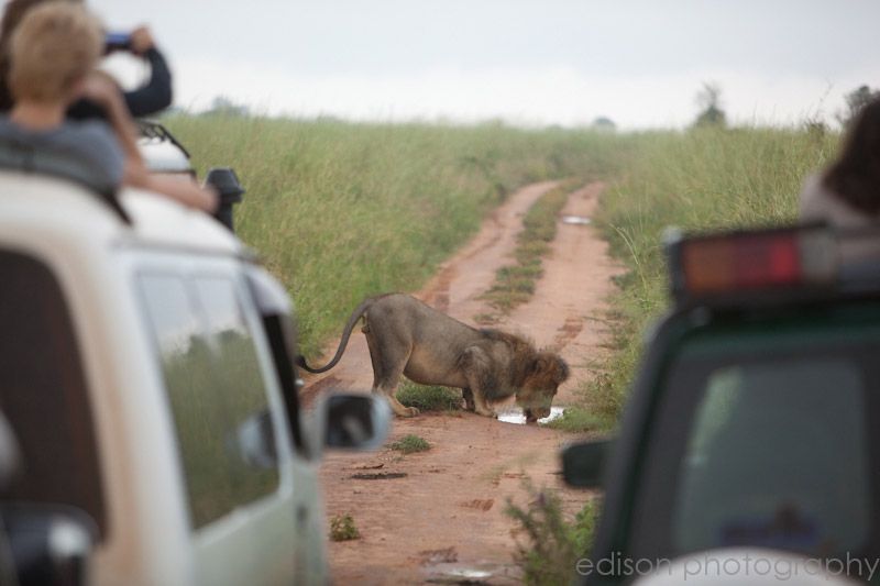 IMG 4645 Uganda: Safari