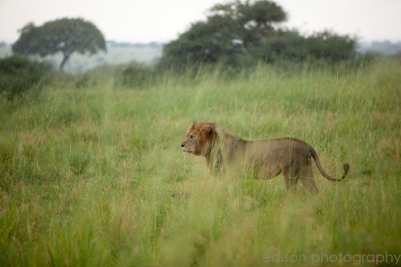 IMG 4648 Uganda: Safari
