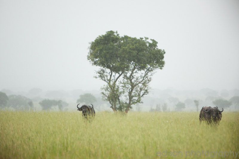IMG 4722 Uganda: Safari
