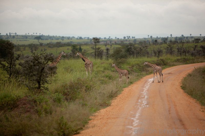IMG 4754 Uganda: Safari