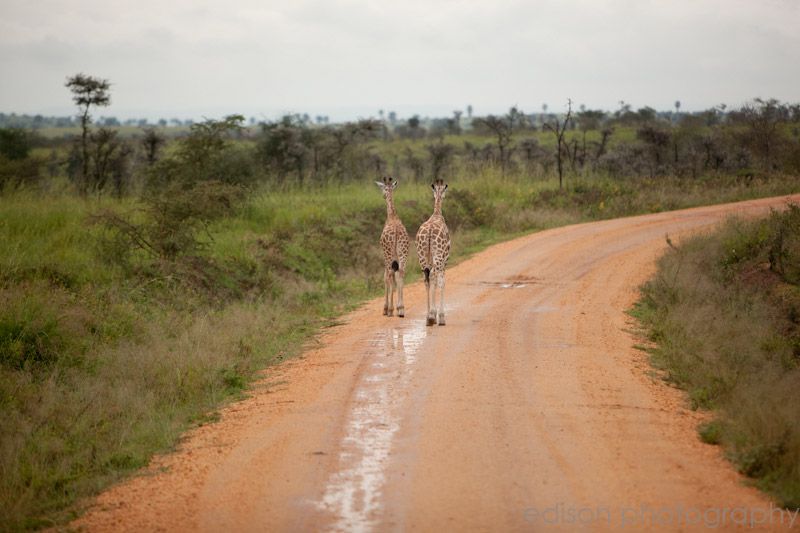 IMG 4759 Uganda: Safari