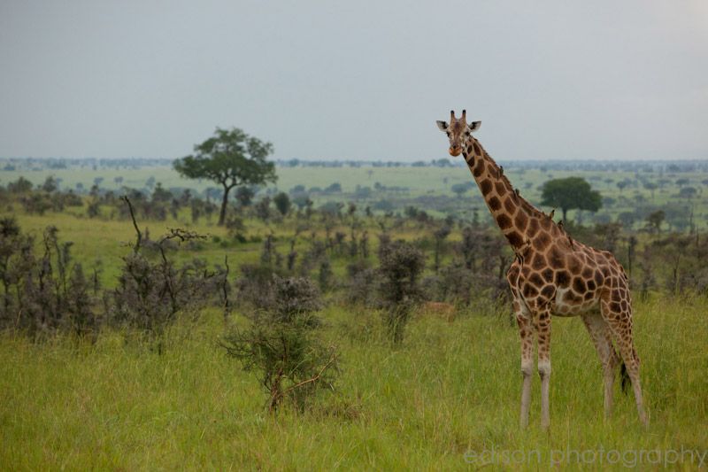 IMG 4770 Uganda: Safari