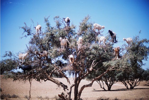 Goats1 182904 Tree Climbing Goats