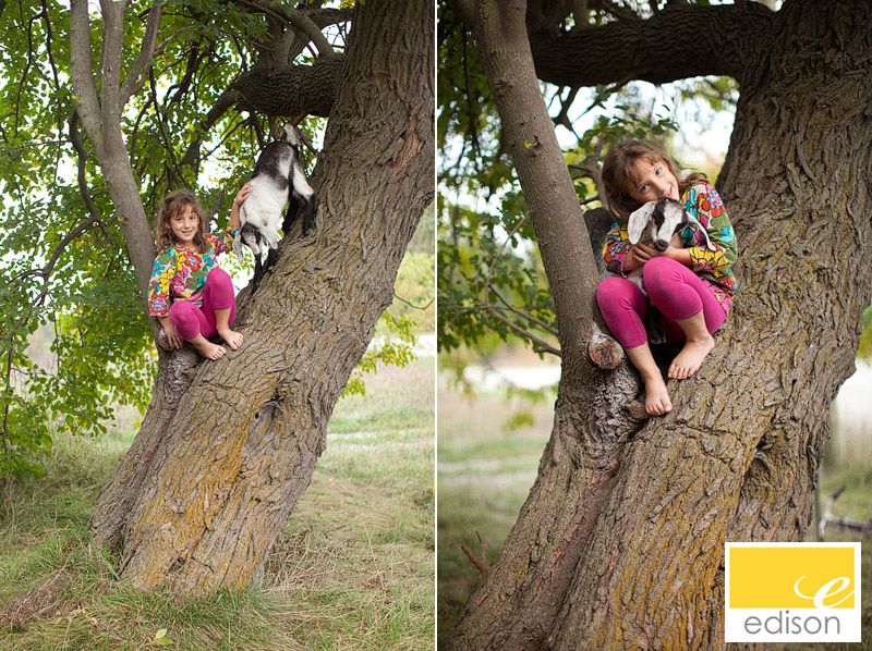 IMG 1085 Tree Climbing Goats