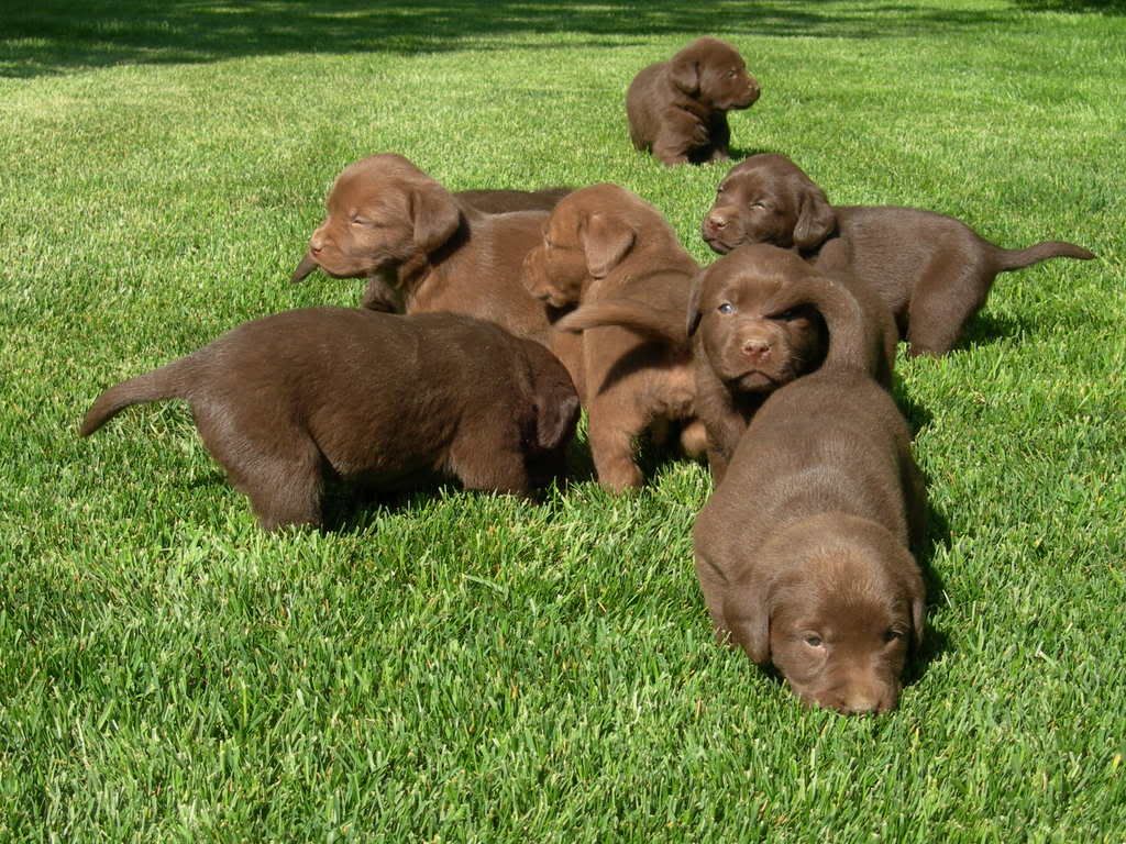 Puppies_1.jpg Chocolate Lab Puppies image by siblog
