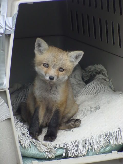 Red fox kit