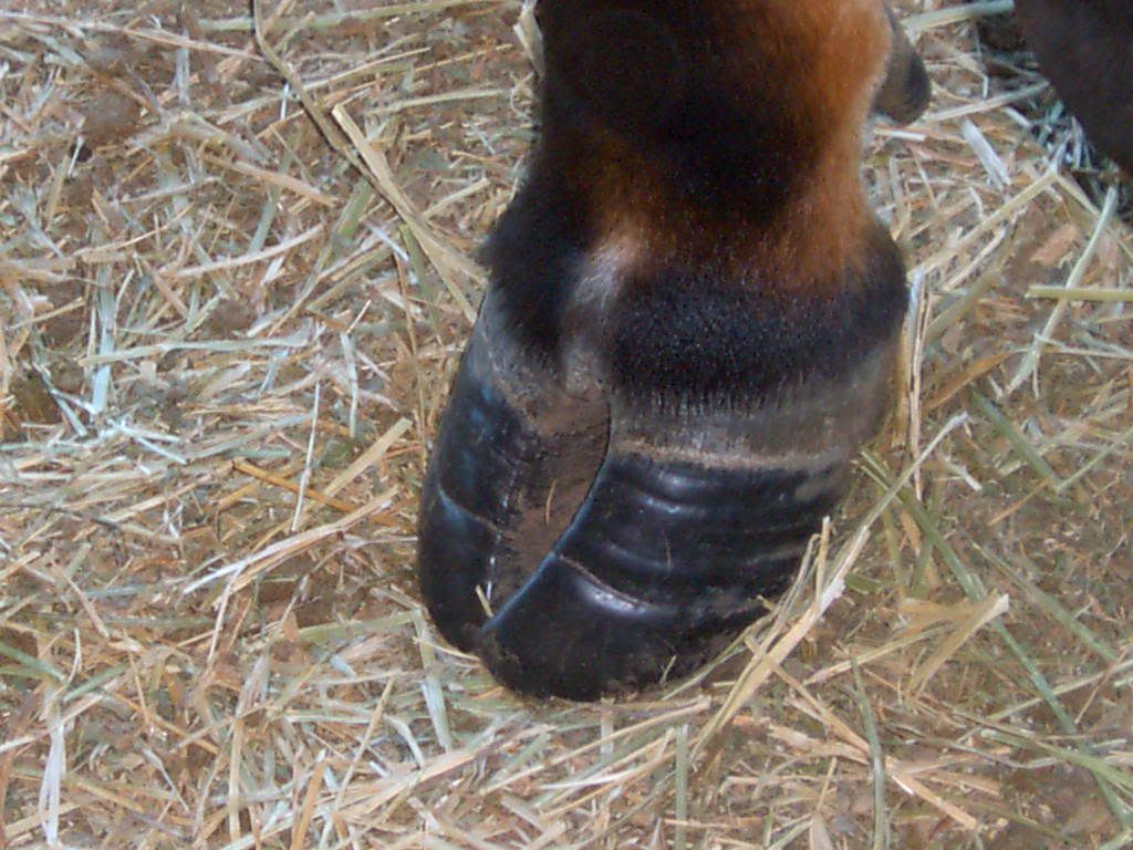 Do these hooves need trimming? (PICS) Keeping A Family Cow