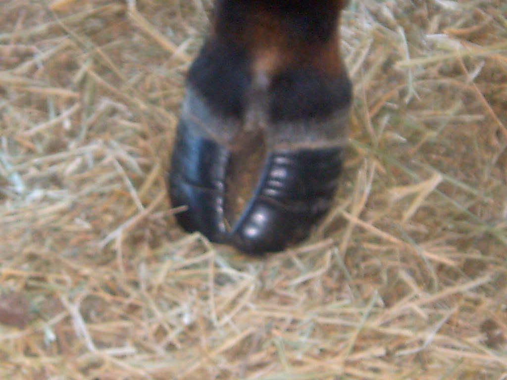 Do these hooves need trimming? (PICS) Keeping A Family Cow