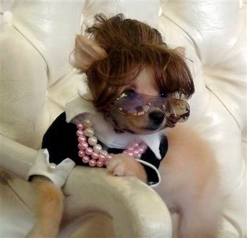 Palin Halloween for dogs Pictures, Images and Photos