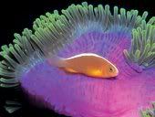 underwater