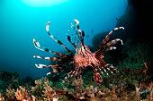 karimunjawa