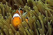 karimunjawa