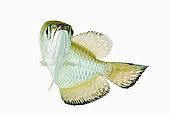 Arwana