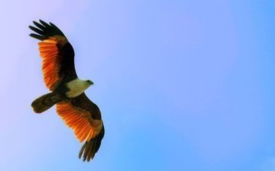 Photo burung elang Allan papendang
