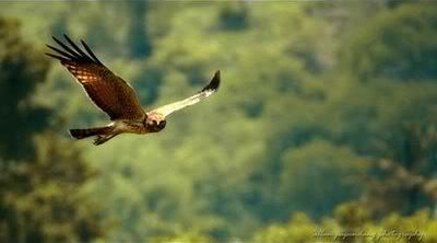Photo burung elang Allan papendang