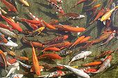 koi