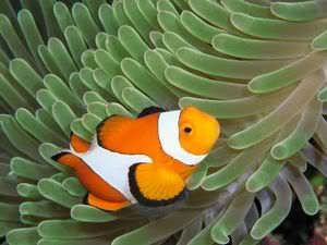 underwater