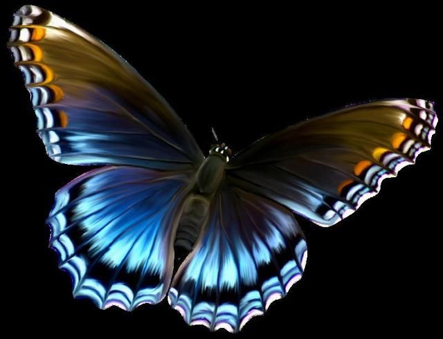  photo beautiful_blue_and_brown_butterfly_png_clipart_by_zwyklaania-d7hkkem 1.jpg