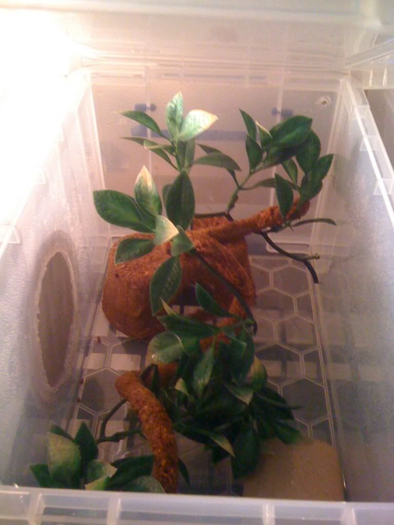 diy homemade vines and plants Reptile Forums