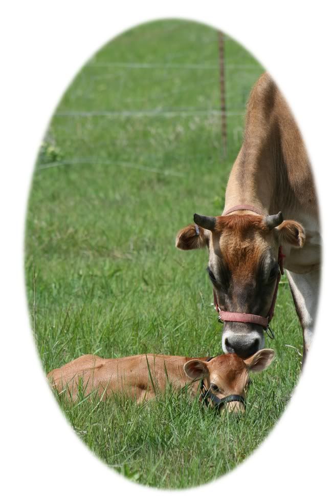 Calf Pictures - Cattle