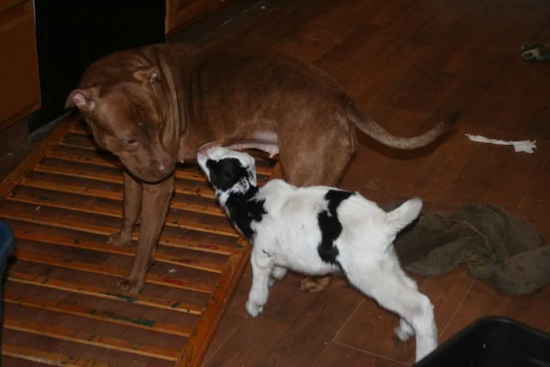 What's your nurse animal? - Goats