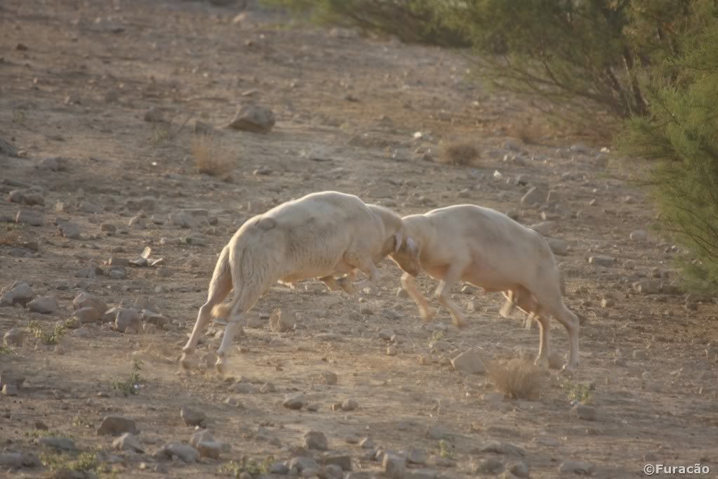 ElChorro130809095.jpg