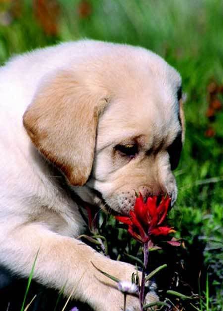 officialrosesmeller.jpg smelling the flowers image by bskelton32117