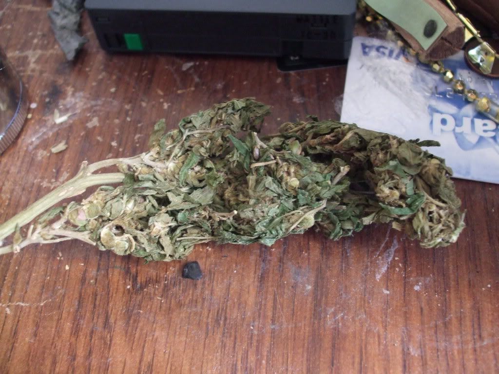 really bad weed