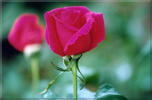 LOVE Pictures, Images and Photos