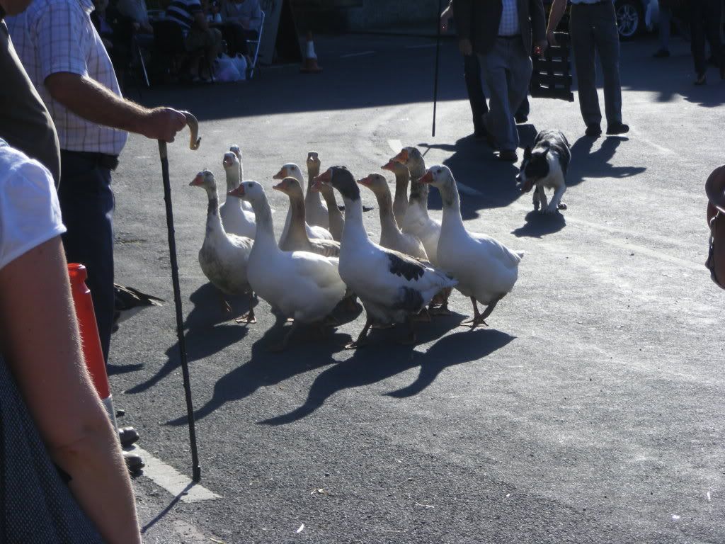 Geese herding