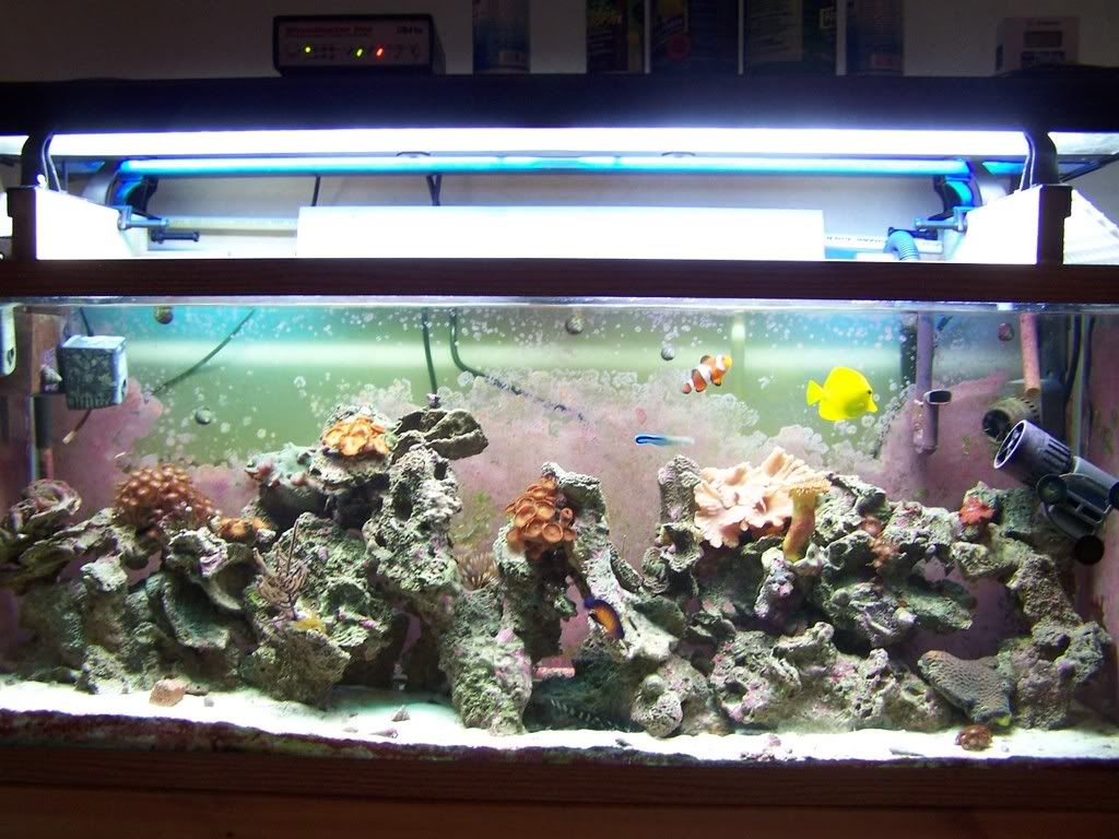 Reef Builders Reef Builders