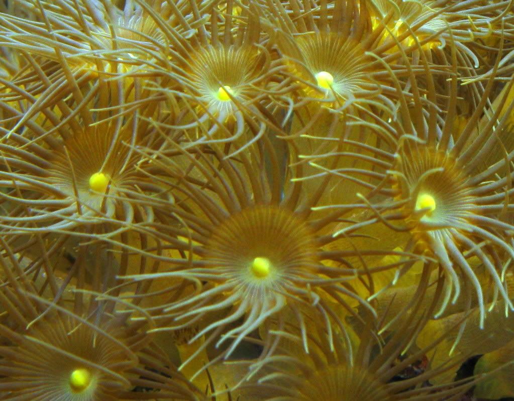 yellowpolyps.jpg