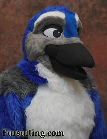 photo Bluejayhead.jpg