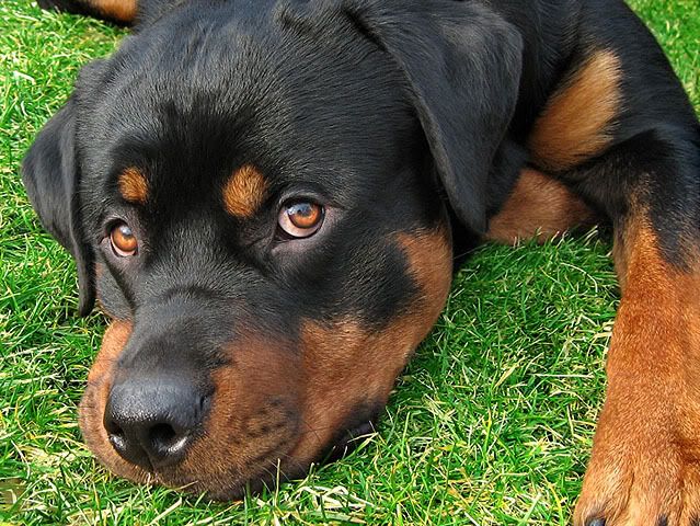 [Image: Rottweiler.jpg]