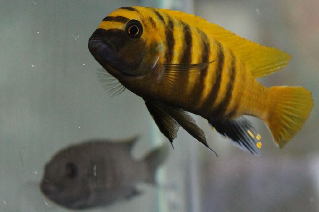 kawanga cichlid