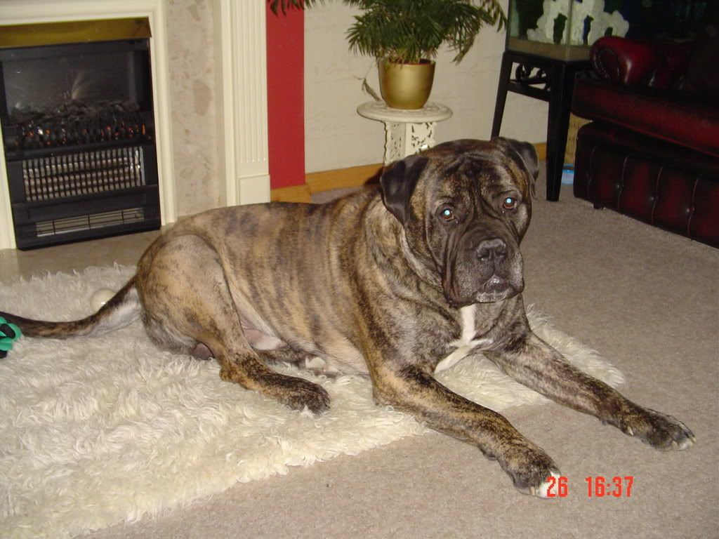 Bullmastiff Grey