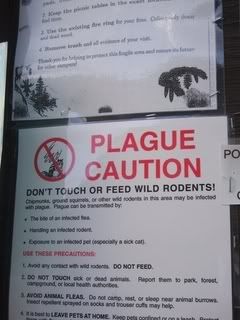 plague pathogen