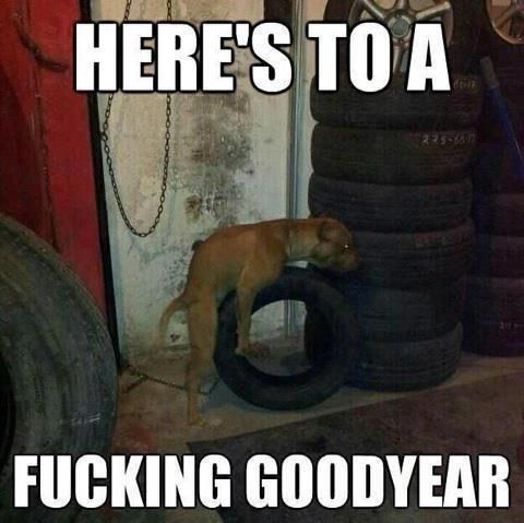 http://i165.photobucket.com/albums/u57/soonercynic/dog-2_zpsfa485b5a.jpg
