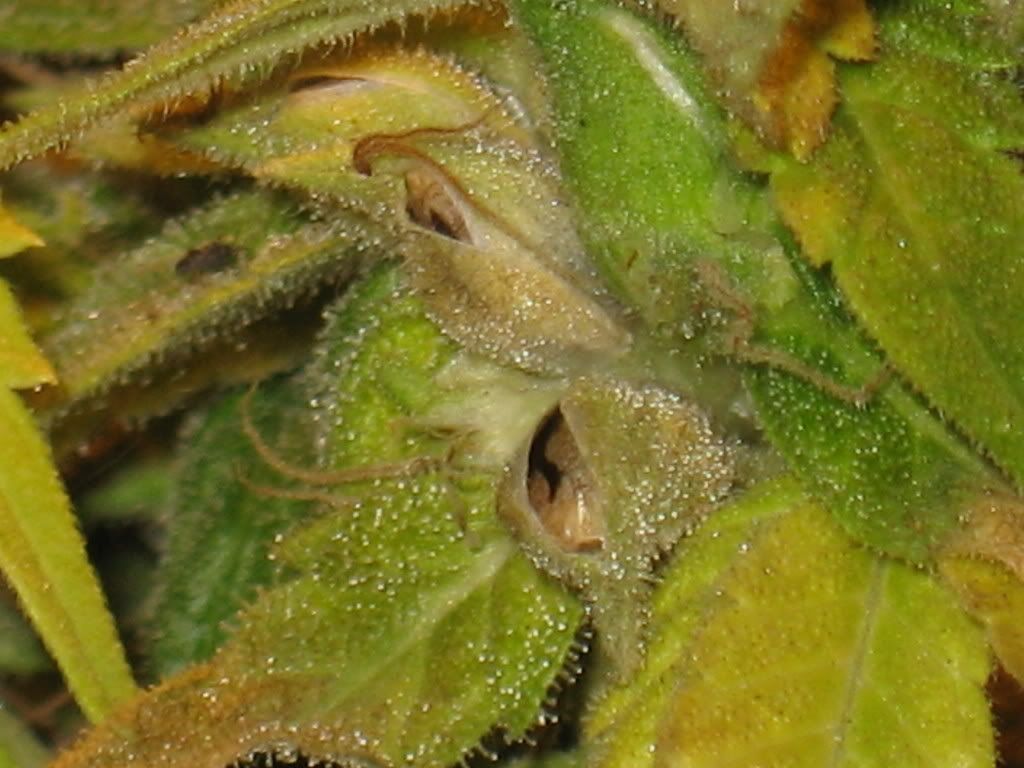 Cannabis Seed Pods