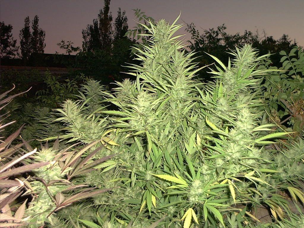 Купит семена канабисаjaxsseed Купит семена канабисаjaxsseed