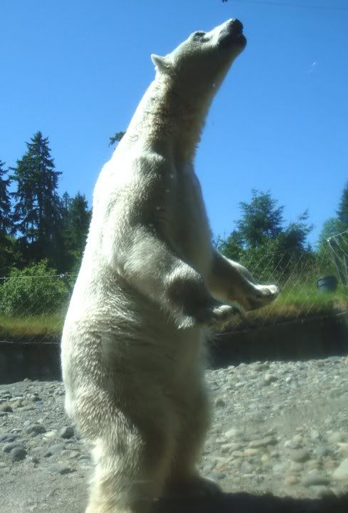 Map of Point Defiance Zoo Directions, Discount Tickets and FUN!! Polar Bear Standing