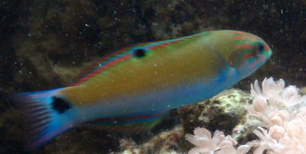 lunarwrasse.jpg