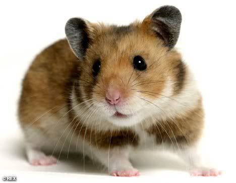 Hamster Pictures, Images and Photos