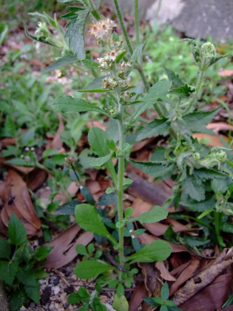 匙叶鼠麴草 gnaphalium pensylvanicum 菊科(草本)